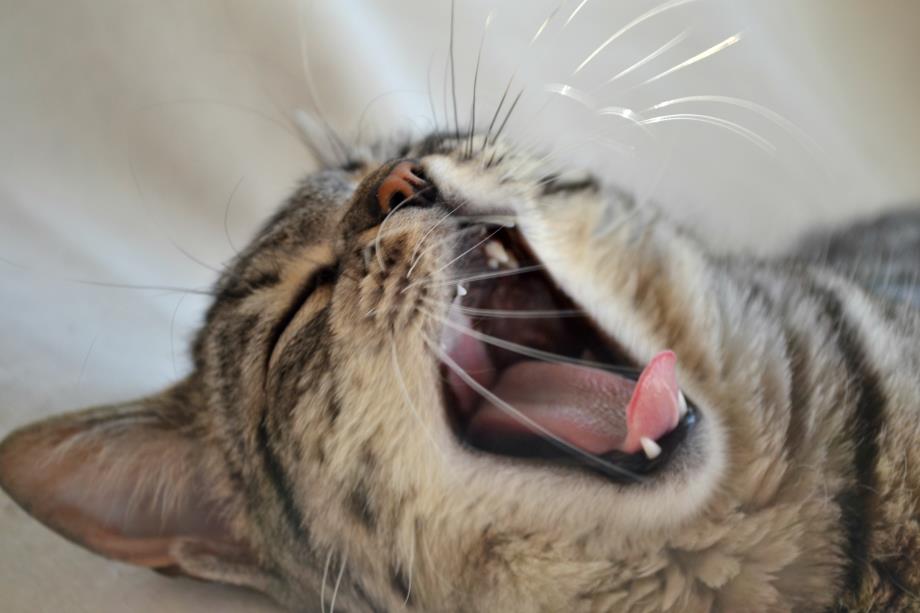 Buon sonno, buona vita